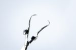 Spinak Robin 14 cm z uchwytem Backhaus (100/40)